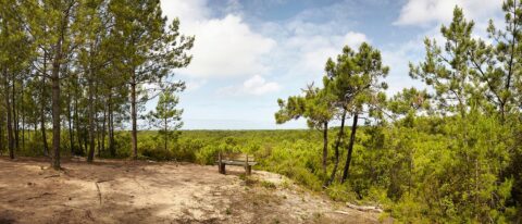 Foret-Domaniale-Pays-de-Monts-vendee-85