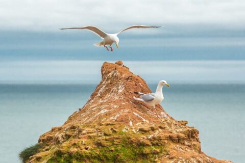 Côte sauvage en Vendée | Les Places Dorées